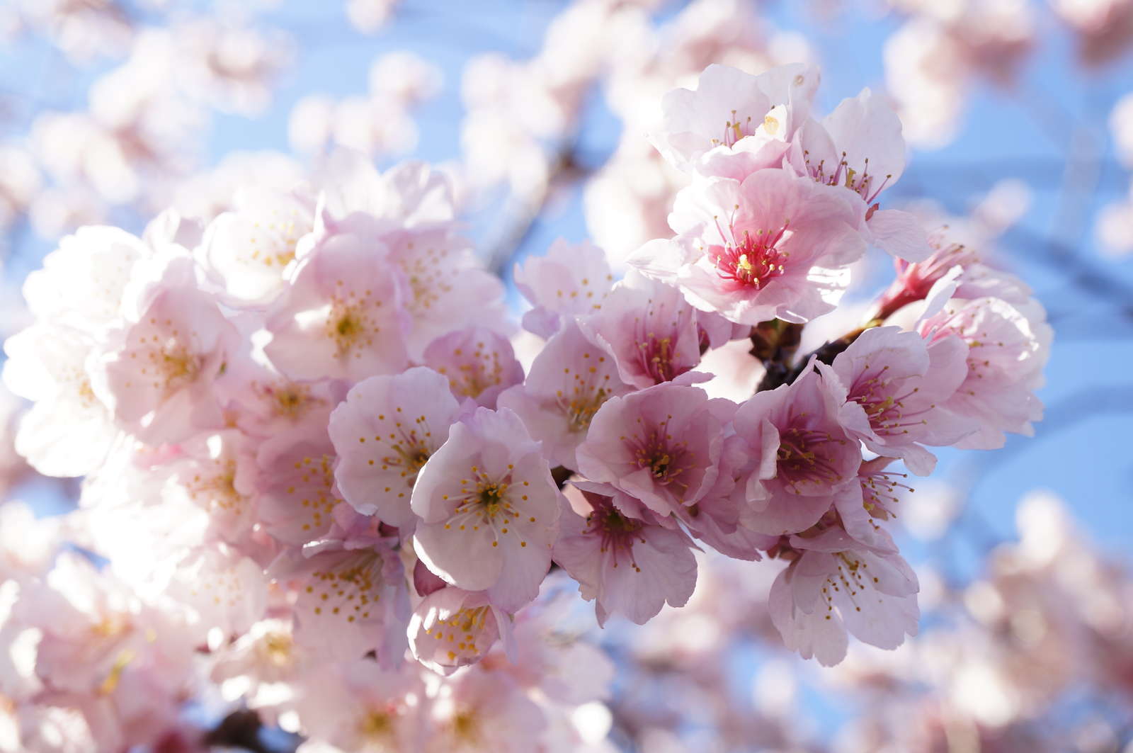 f:id:msutheki83:20190311152011j:plain f:id:msutheki83:20190311152011j:plain