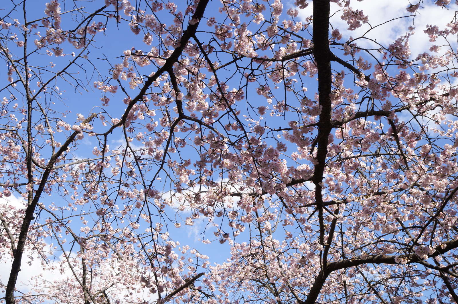f:id:msutheki83:20190313143056j:plain f:id:msutheki83:20190313143056j:plain