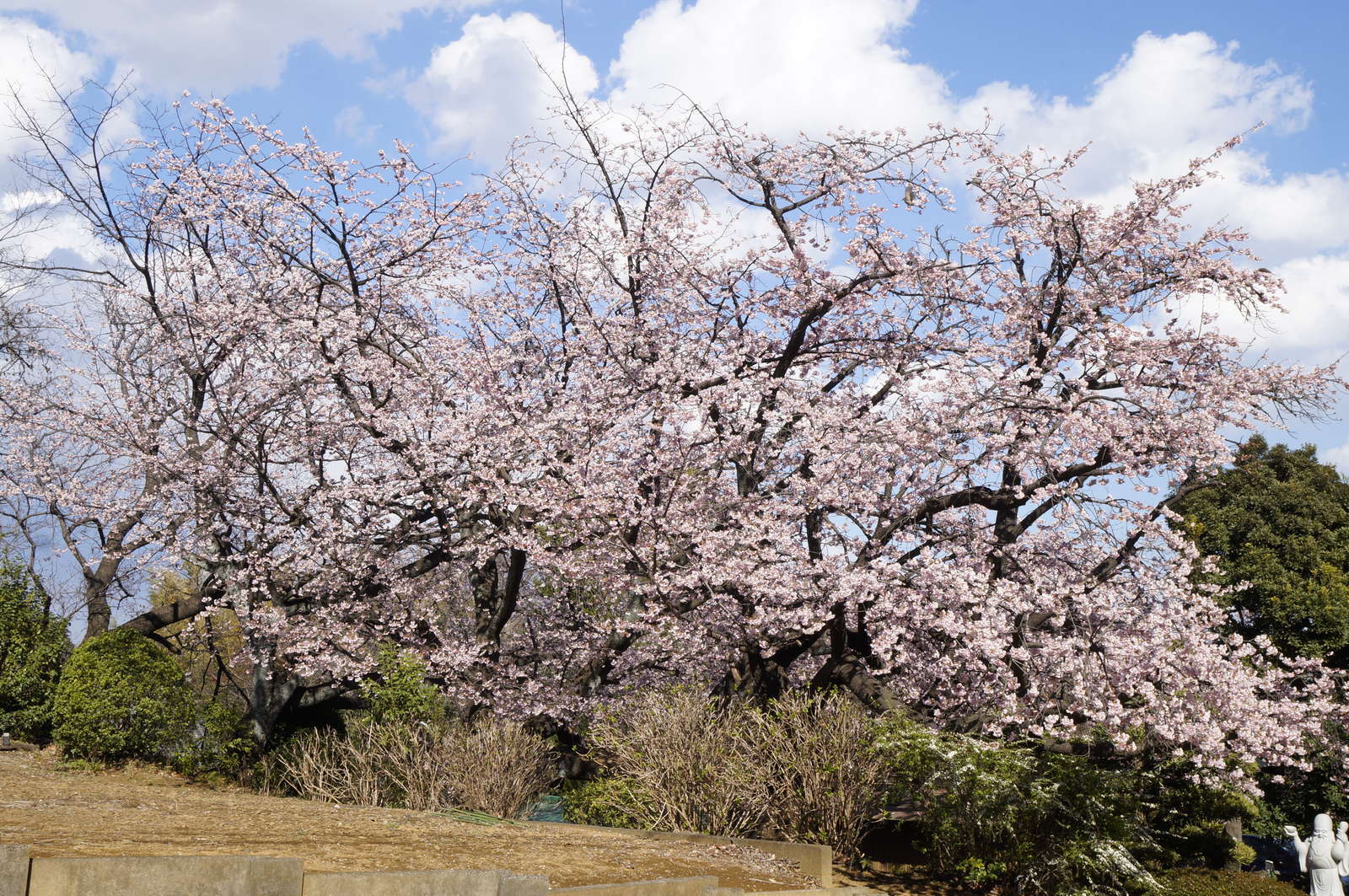 f:id:msutheki83:20190313143224j:plain f:id:msutheki83:20190313143224j:plain