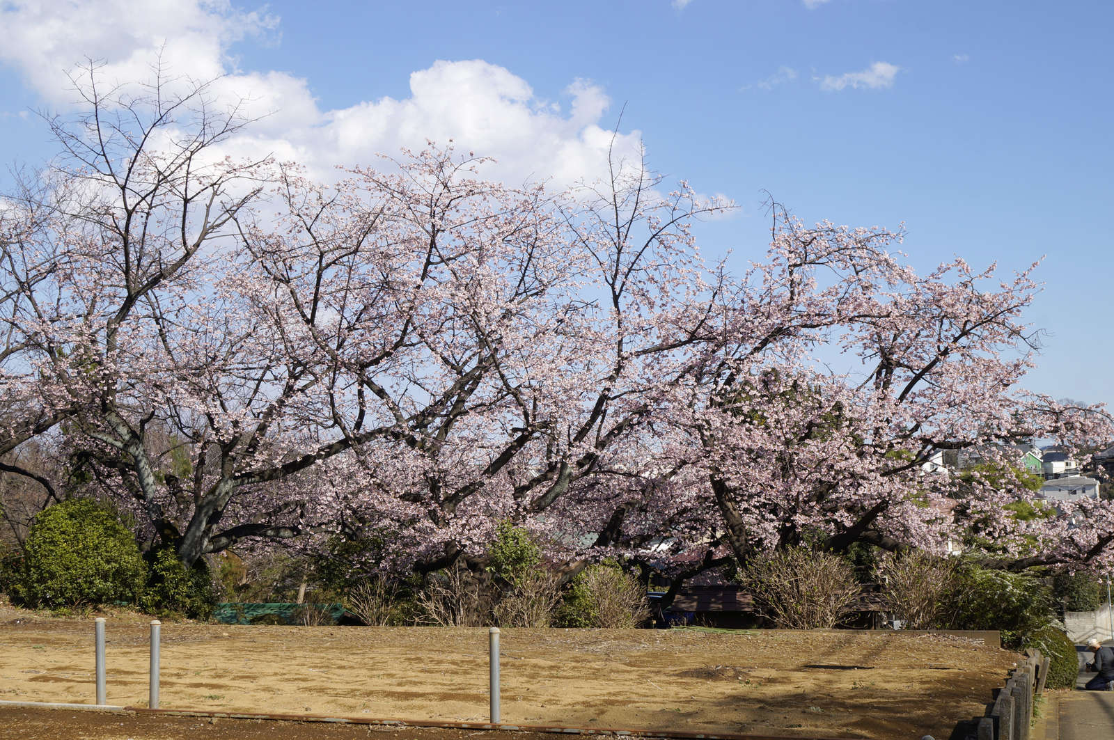 f:id:msutheki83:20190313143255j:plain f:id:msutheki83:20190313143255j:plain
