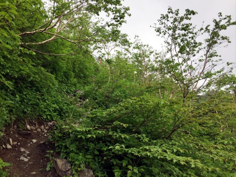 f:id:msx3:20170718092434j:plain