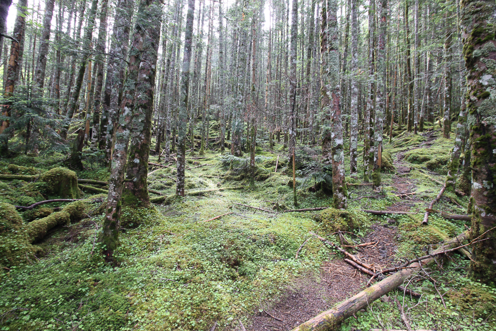 f:id:msx3:20180711084259j:plain f:id:msx3:20180711084259j:plain