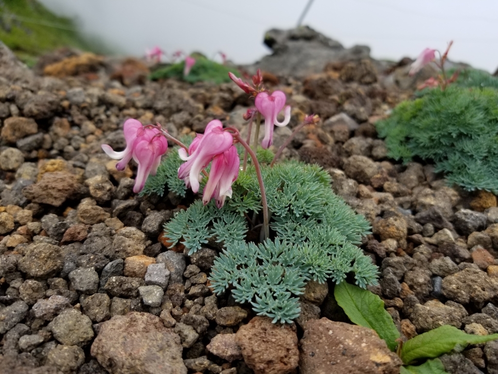 f:id:msx3:20180711122511j:plain f:id:msx3:20180711122511j:plain