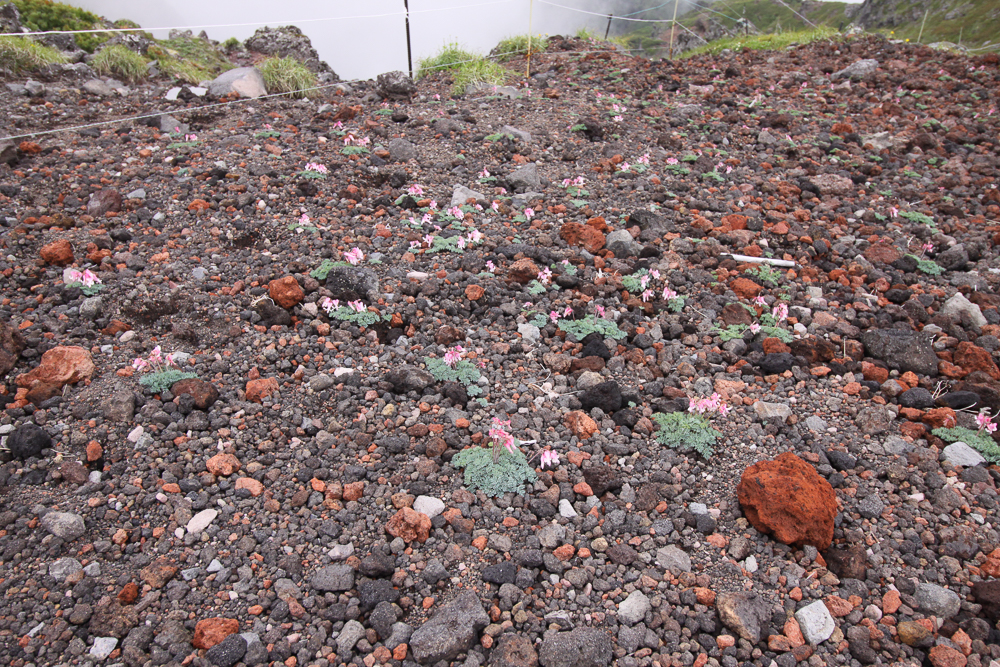 f:id:msx3:20180711123221j:plain f:id:msx3:20180711123221j:plain