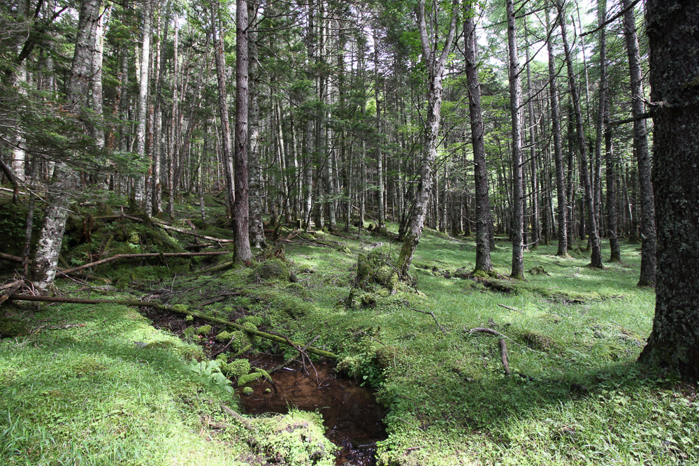 f:id:msx3:20180711151756j:plain f:id:msx3:20180711151756j:plain