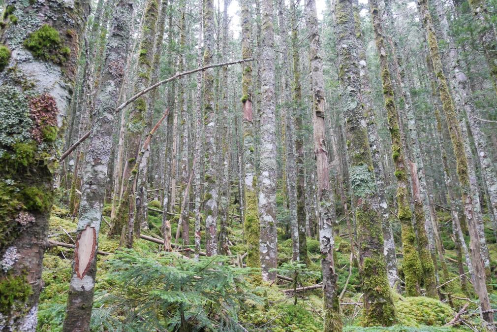 f:id:msx3:20200906134157j:plain