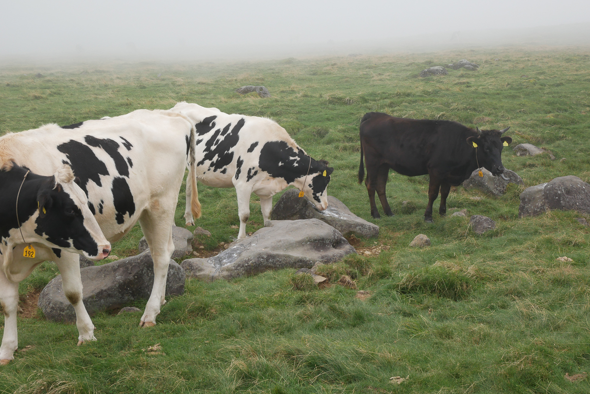 f:id:msx3:20200912111654j:plain f:id:msx3:20200912111654j:plain