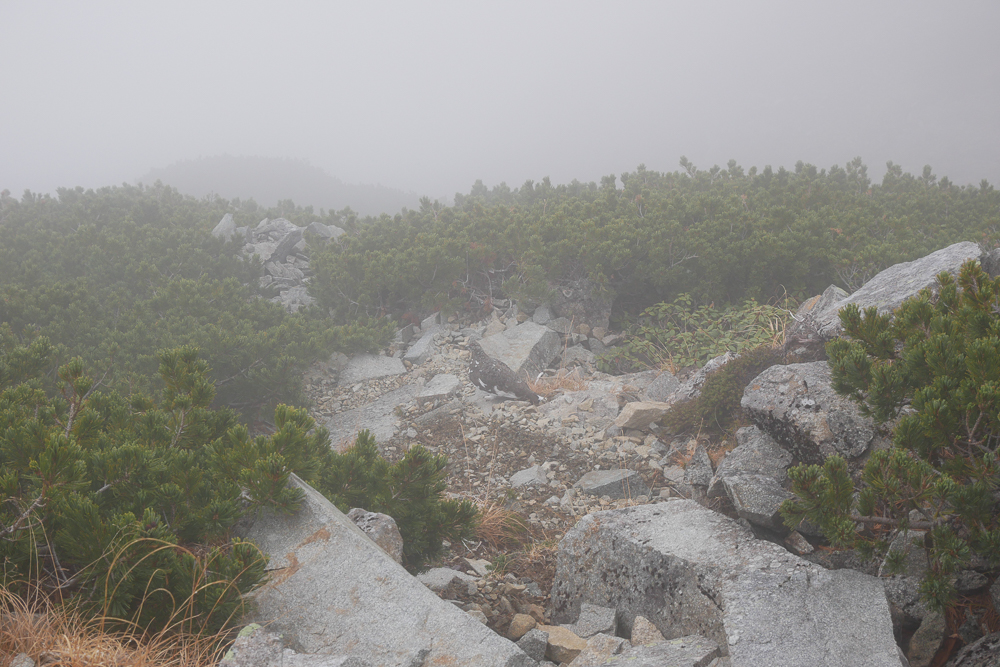 f:id:msx3:20201014085545j:plain f:id:msx3:20201014085545j:plain