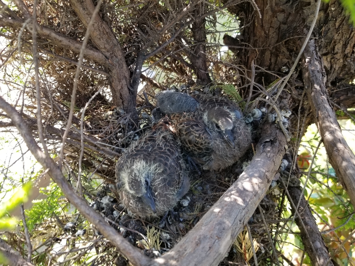 f:id:msx3:20210925100139j:plain