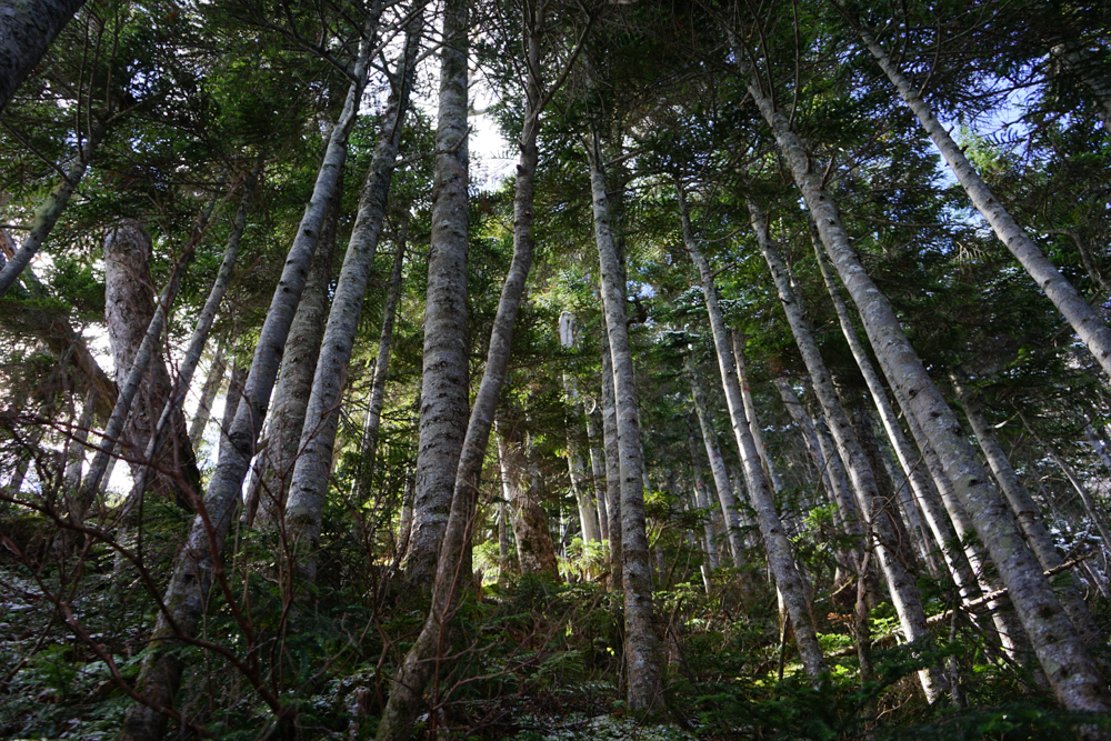 f:id:msx3:20211018093227j:plain