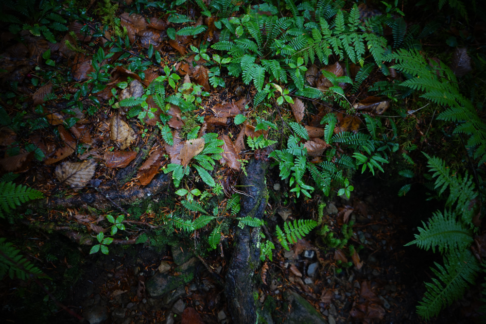 f:id:msx3:20211018121438j:plain