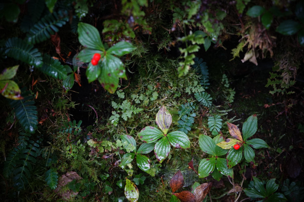 f:id:msx3:20211018121808j:plain