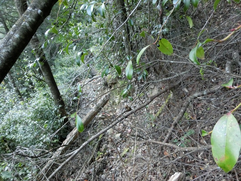 f:id:msx4:20170607162624j:plain