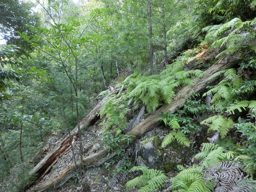 f:id:msx4:20170607164557j:plain