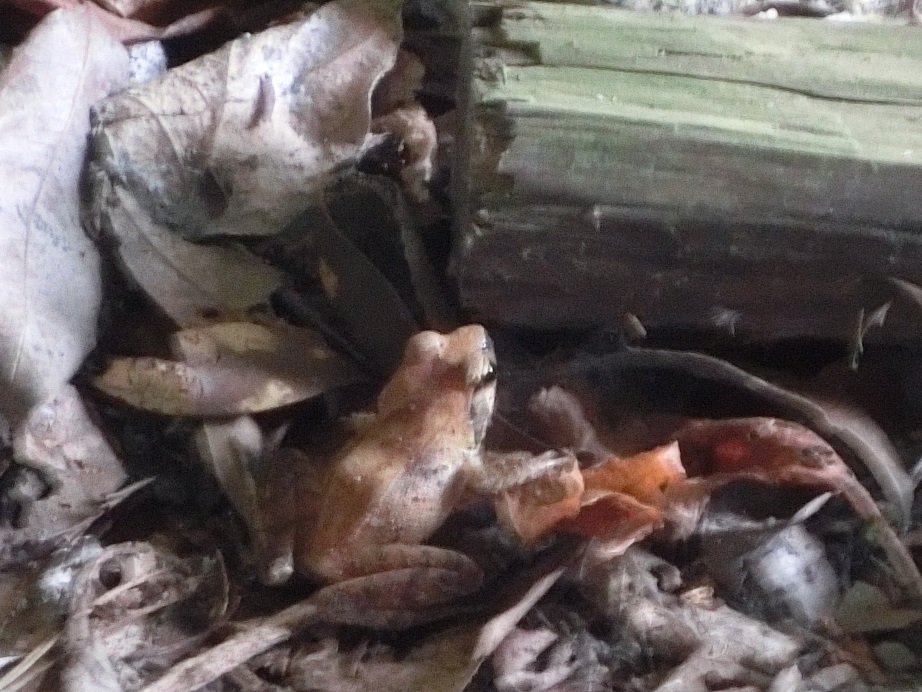 f:id:msx4:20170614012033j:plain