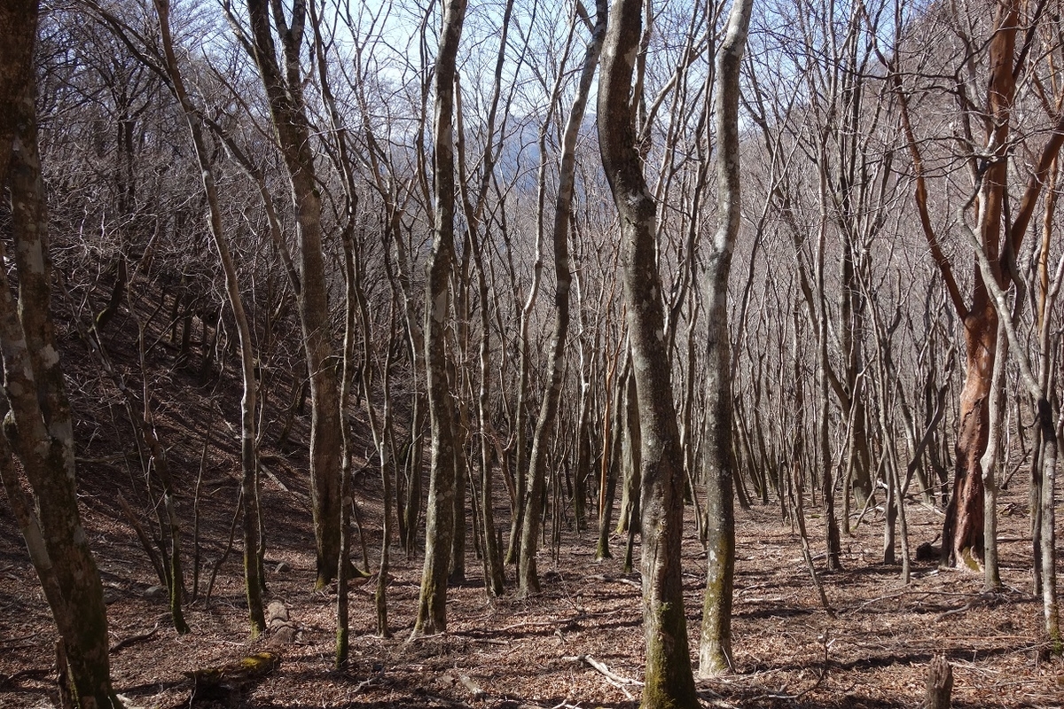 f:id:msx4:20200505211638j:plain