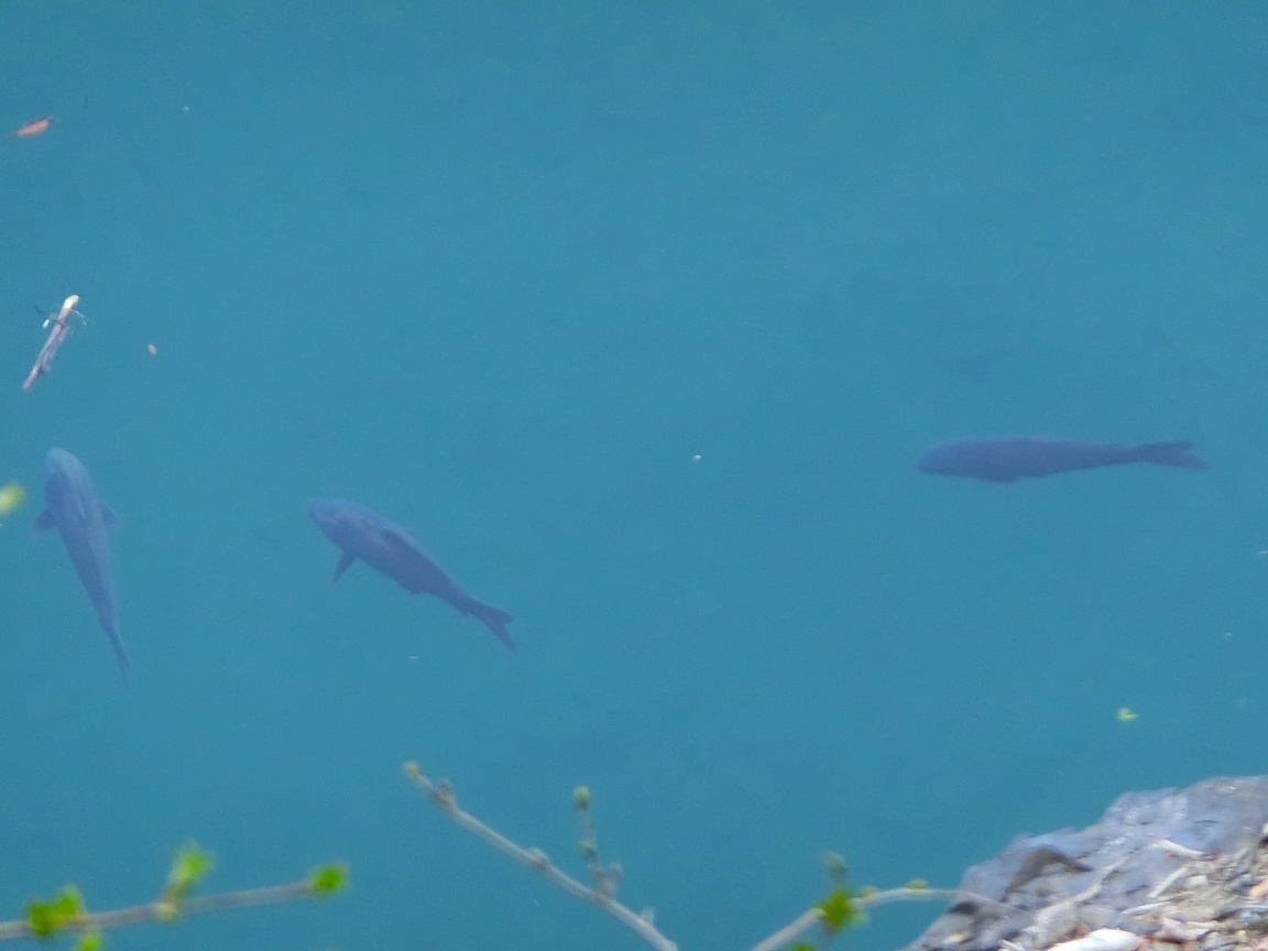 f:id:msx4:20200922003035j:plain