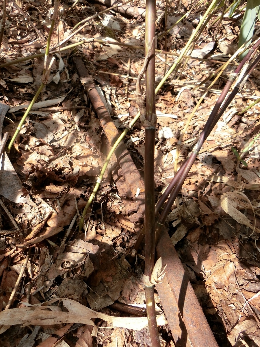 f:id:msx4:20200925231242j:plain