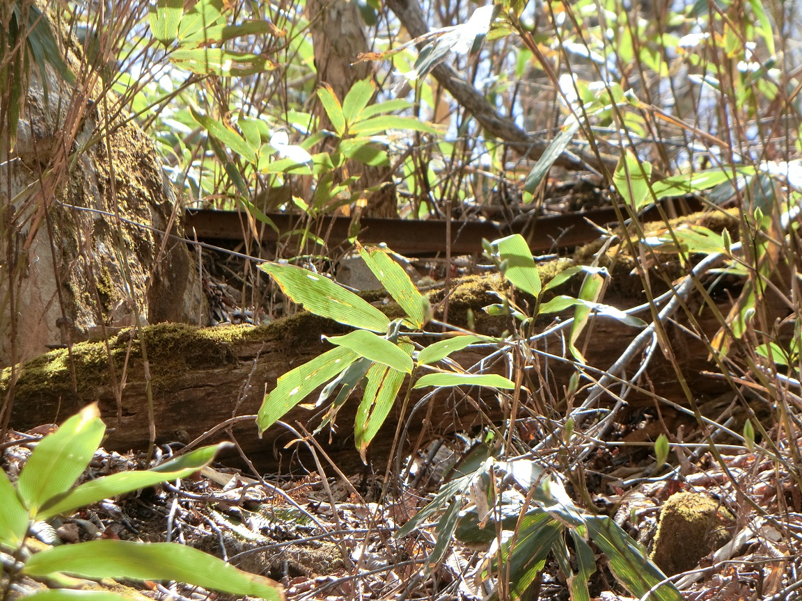 f:id:msx4:20200929000521j:plain