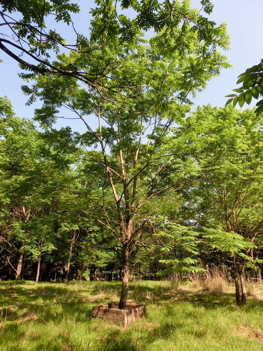 f:id:msx4:20201027230130j:plain