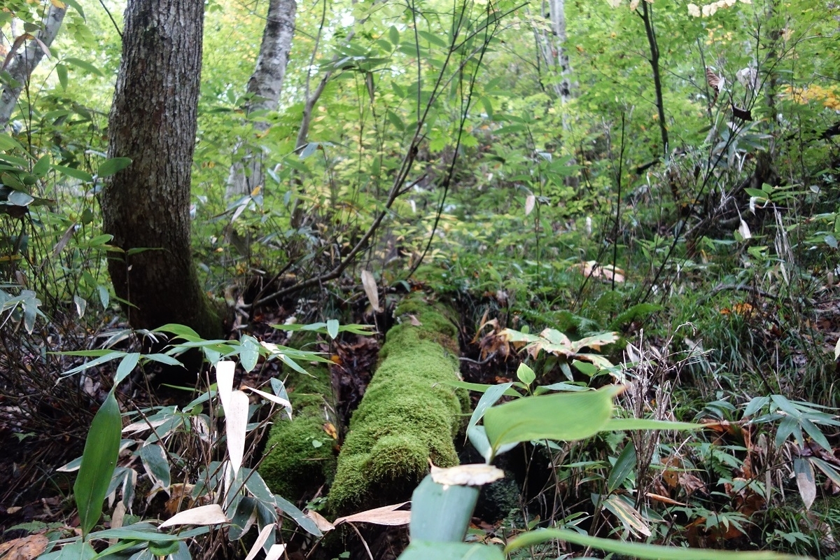 f:id:msx4:20210807090124j:plain