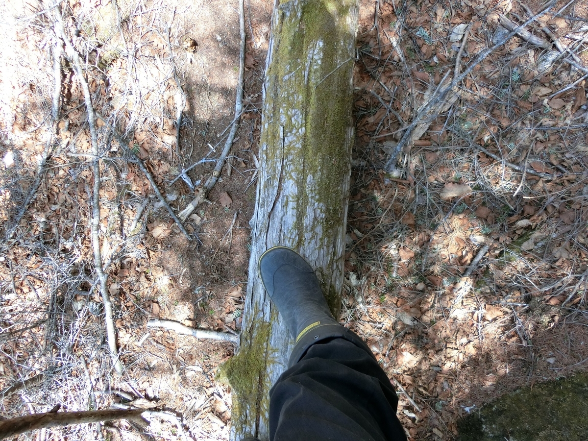 f:id:msx4:20210917222347j:plain