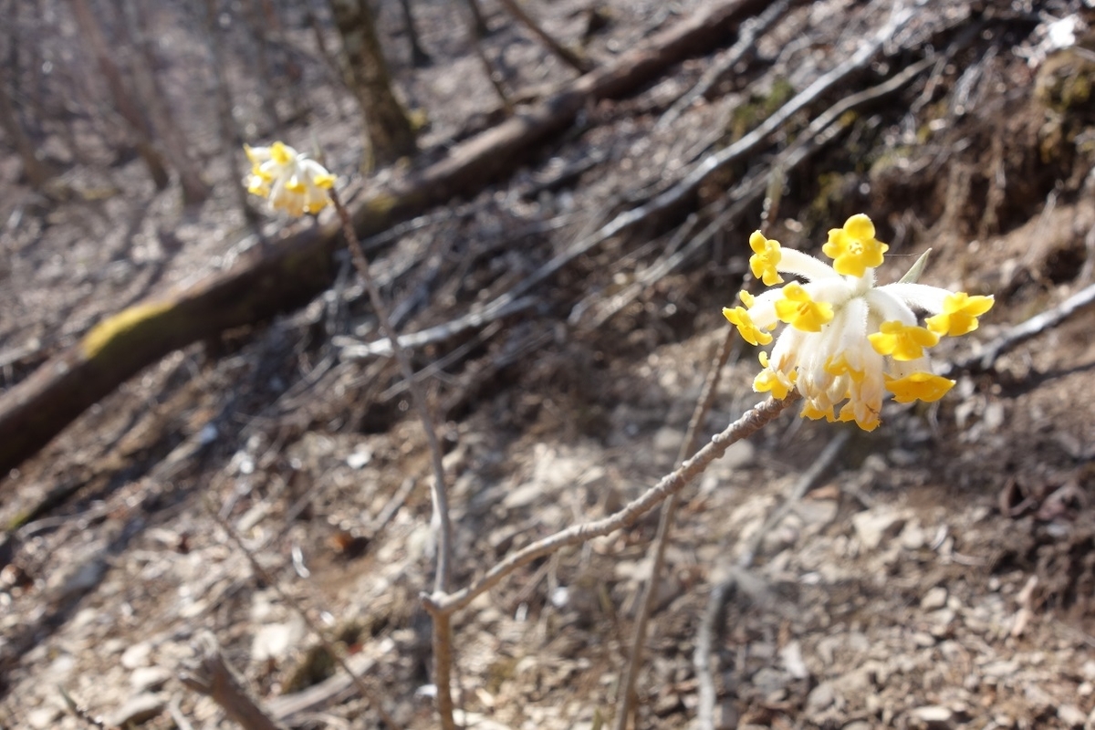 f:id:msx4:20220202092823j:plain