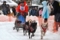 全国犬ぞりフェスティバルin金ケ崎