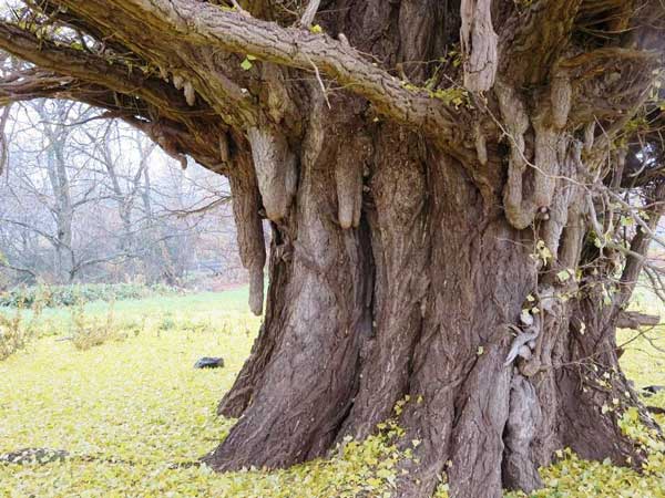 井森の大イチョウ「垂れた乳房」