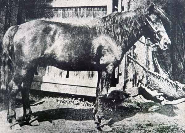 個別「最後の南部馬「盛号」」の写真、画像 msystem's fotolife