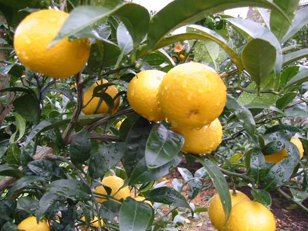 神奈川でしか栽培していない「湘南ゴールド」