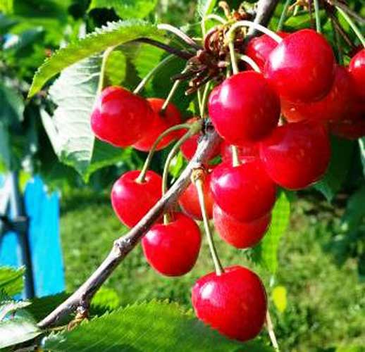 「さくらんぼ」は、別名「桜桃(おうとう)」