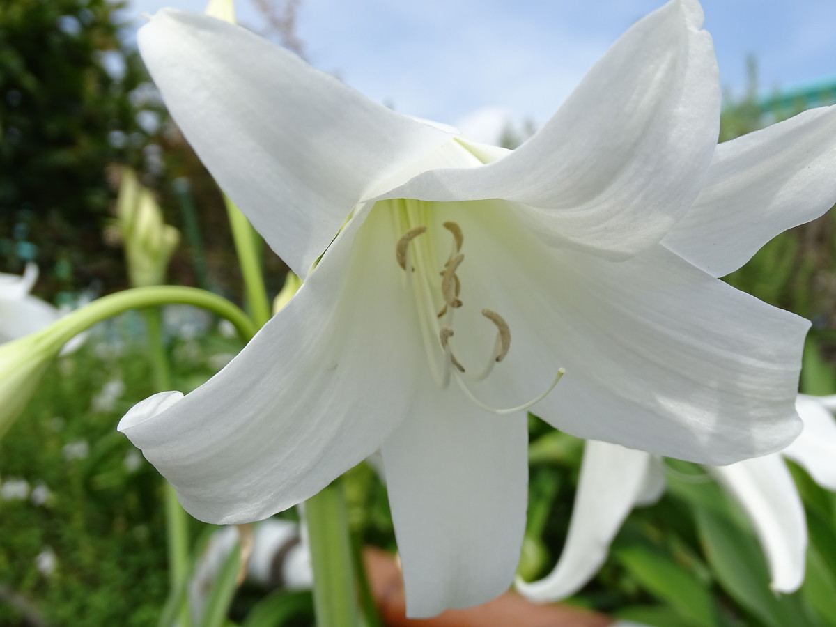 f:id:mt1-11-29:20210626135648j:plain