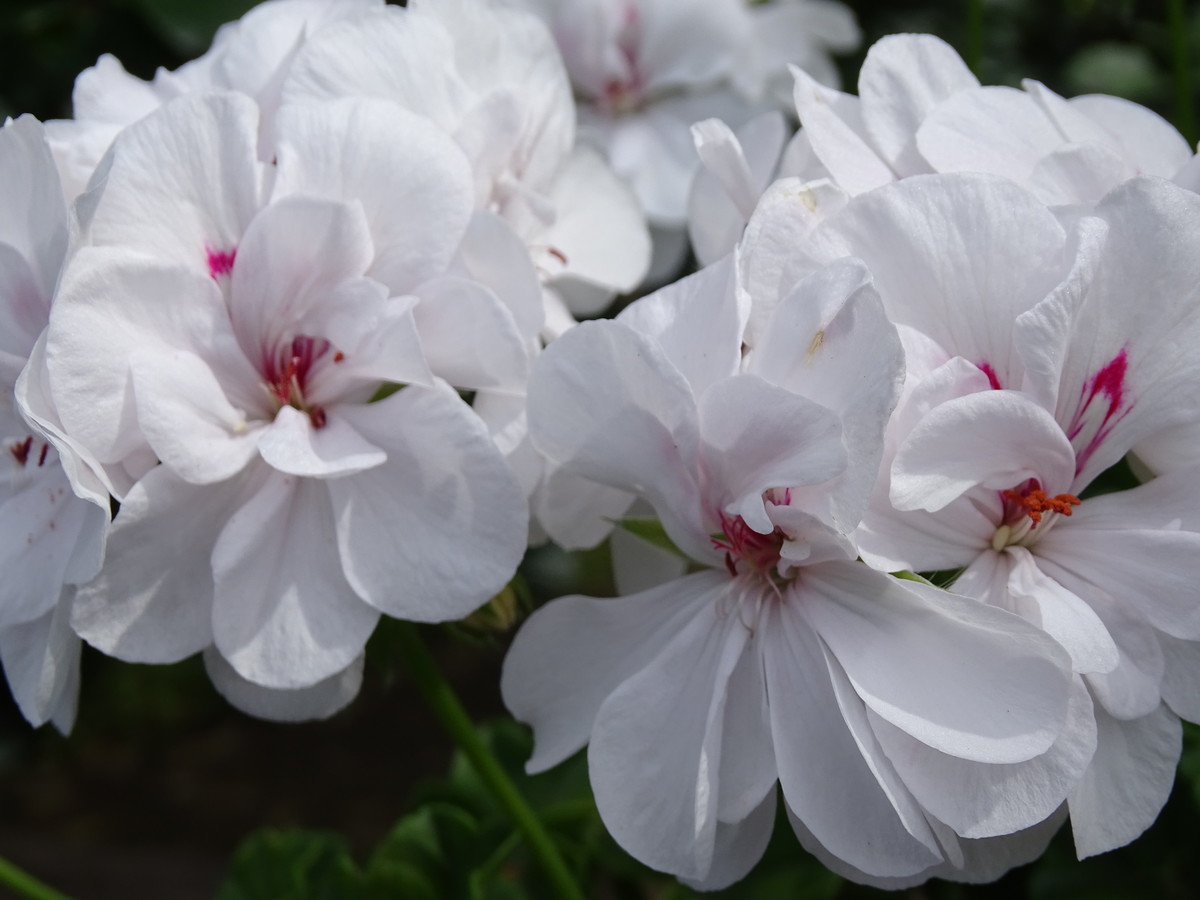 f:id:mt1-11-29:20210626135716j:plain