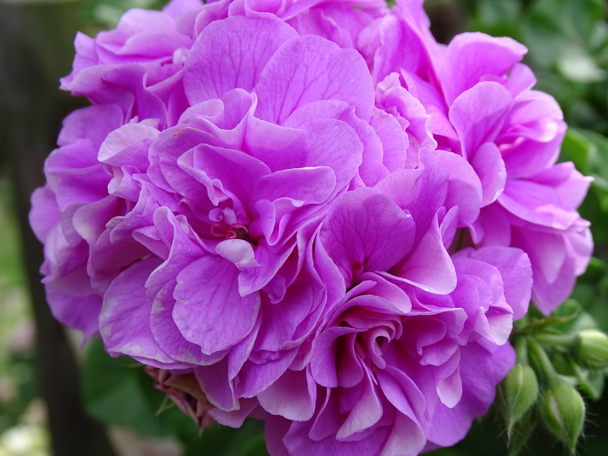 f:id:mt1-11-29:20210626135746j:plain