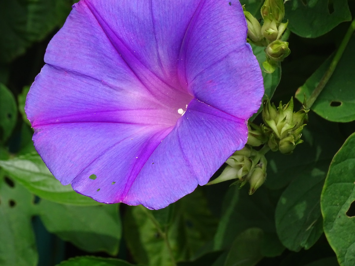 f:id:mt1-11-29:20210626140726j:plain