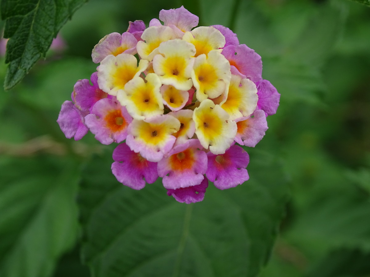 f:id:mt1-11-29:20210626140835j:plain