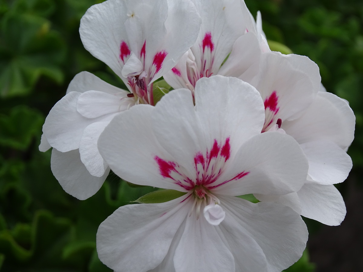 f:id:mt1-11-29:20210626140948j:plain