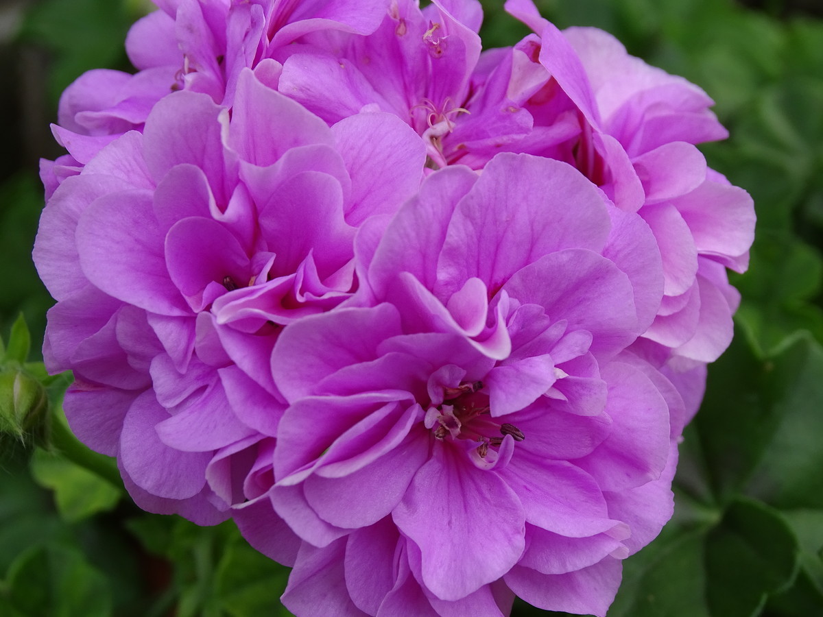 f:id:mt1-11-29:20210626141033j:plain