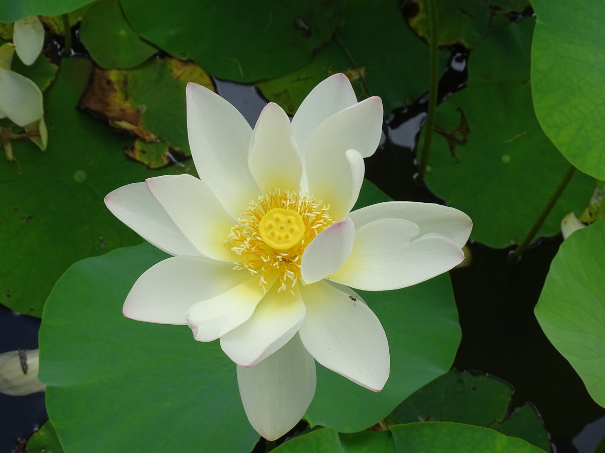 f:id:mt1-11-29:20210626141139j:plain