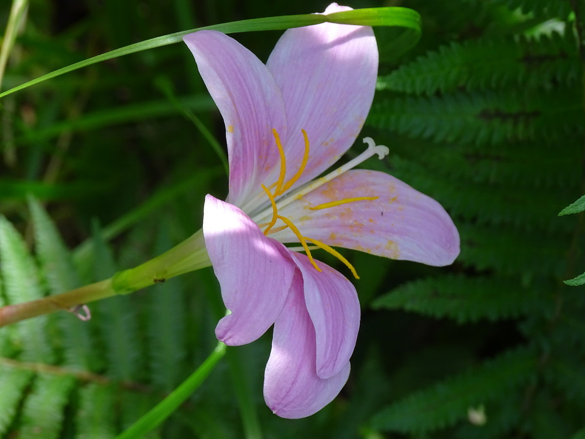 f:id:mt1-11-29:20210626141153j:plain