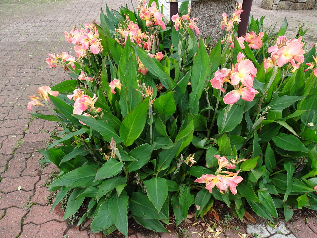f:id:mt1-11-29:20210712175658j:plain