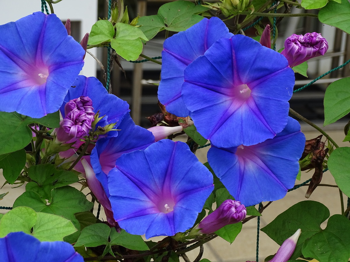 f:id:mt1-11-29:20210712180129j:plain