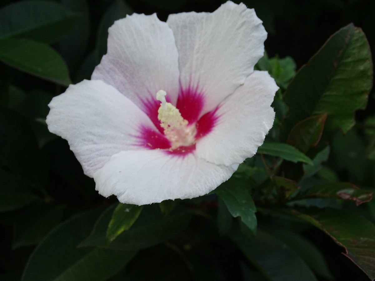 f:id:mt1-11-29:20210723141906j:plain