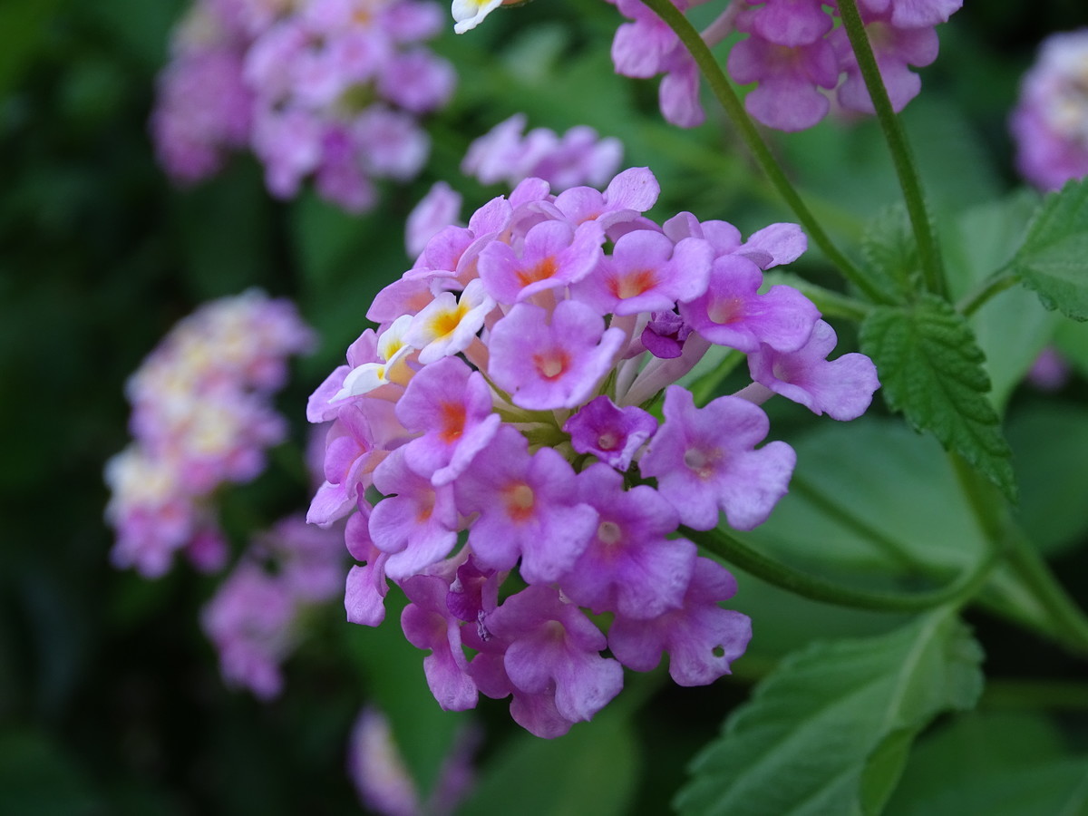 f:id:mt1-11-29:20210723142402j:plain