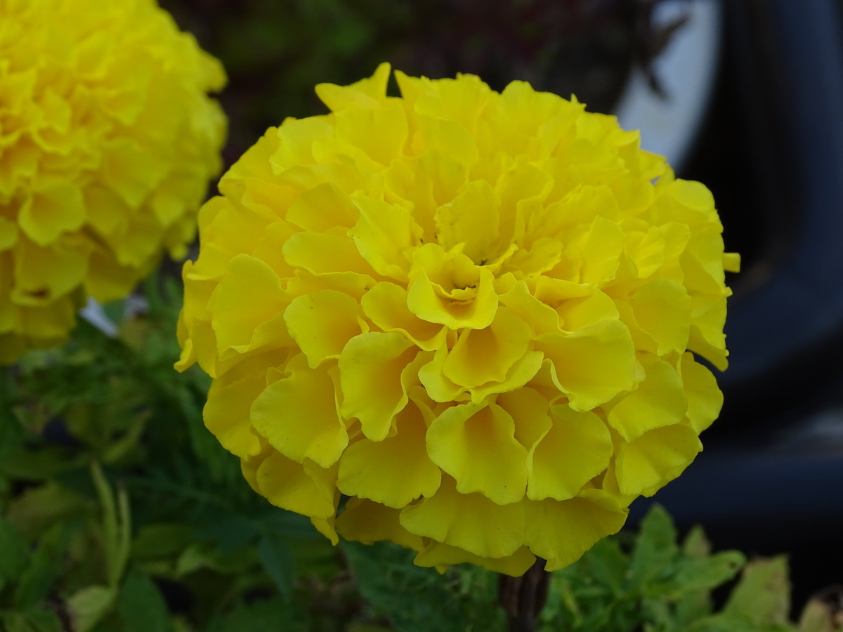 f:id:mt1-11-29:20210723142420j:plain
