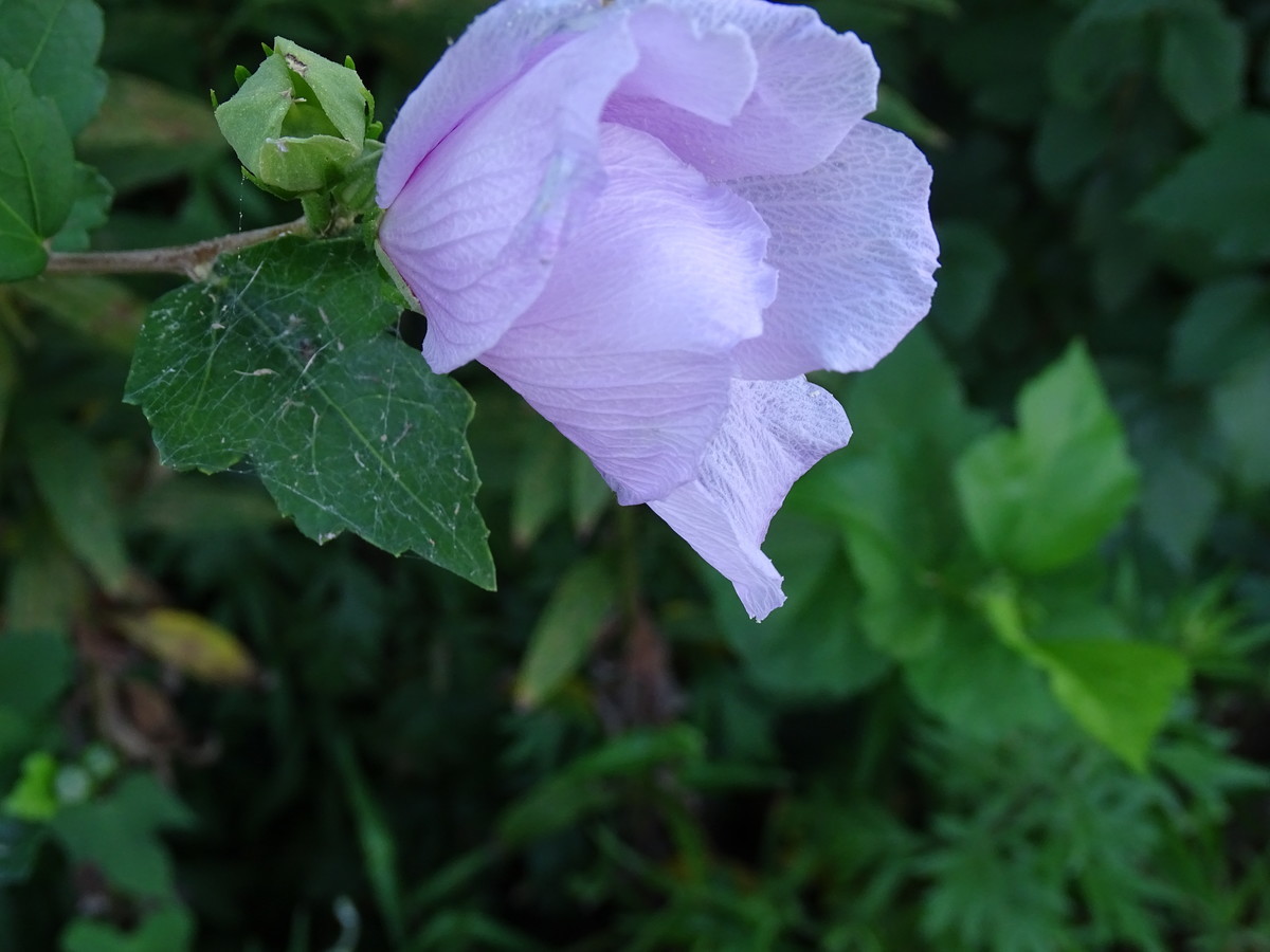 f:id:mt1-11-29:20210723142537j:plain