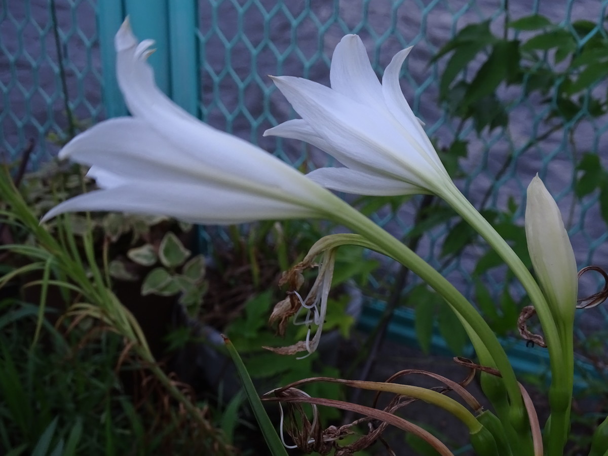 f:id:mt1-11-29:20210810135634j:plain