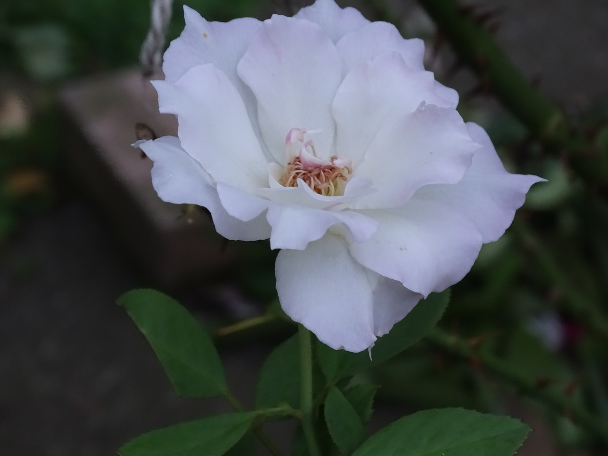 f:id:mt1-11-29:20210810135718j:plain
