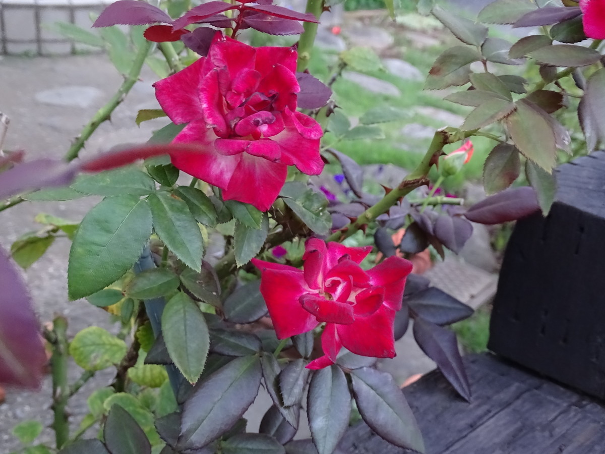 f:id:mt1-11-29:20210810135816j:plain